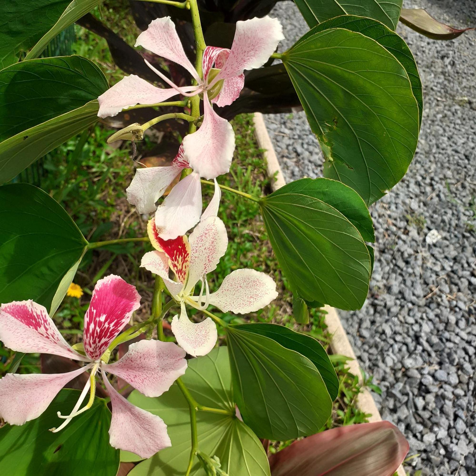 Fare Juanita Hoe Opoa ภายนอก รูปภาพ